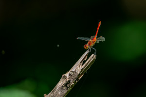 sympetrum sanguineum le sympetrum rouge sang male 10 sympetrum sanguineum le sympetrum rouge sang male 10