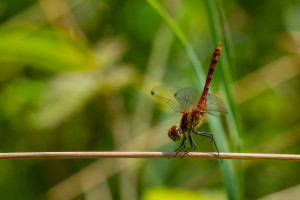 sympetrum sanguineum le sympetrum rouge sang male sympetrum sanguineum le sympetrum rouge sang male