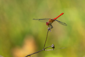 sympetrum sanguineum le sympetrum rouge sang male 10 sympetrum sanguineum le sympetrum rouge sang male 10