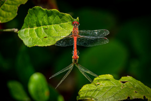 sympetrum sanguineum le sympetrum rouge sang male sympetrum sanguineum le sympetrum rouge sang male