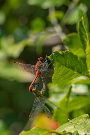sympetrum sanguineum le sympetrum rouge sang male sympetrum sanguineum le sympetrum rouge sang male