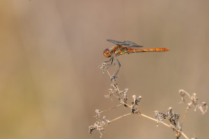 httpswww.meslibellules.frblog le sympetrum strie male httpswww.meslibellules.frblog le sympetrum strie male