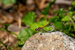 sympetrum striolatum le sympetrum strie couple sympetrum striolatum le sympetrum strie couple