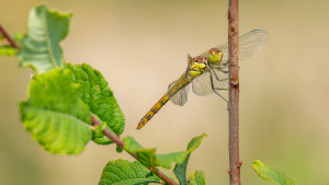 sympetrum striolatum le sympetrum strie femelle sympetrum striolatum le sympetrum strie femelle