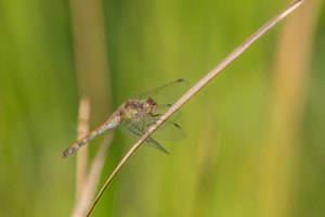 sympetrum striolatum le sympetrum strie femelle sympetrum striolatum le sympetrum strie femelle