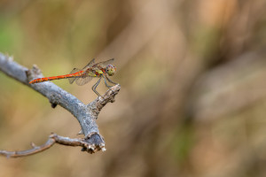 sympetrum striolatum le sympetrum strie male sympetrum striolatum le sympetrum strie male