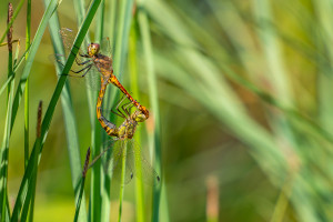 sympetrum vulgatum sympetrum commun couple sympetrum vulgatum sympetrum commun couple