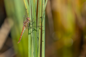 sympetrum vulgatum sympetrum commun femelle sympetrum vulgatum sympetrum commun femelle