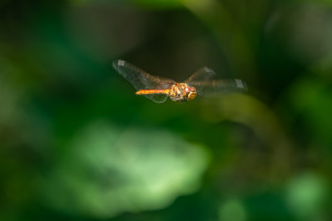sympetrum vulgatum sympetrum commun male sympetrum vulgatum sympetrum commun male
