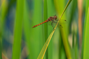 sympetrum vulgatum sympetrum commun male sympetrum vulgatum sympetrum commun male