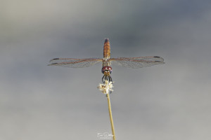 trithemis annulata trithemis pourpre femelle 11 dxo trithemis annulata trithemis pourpre femelle 11 dxo