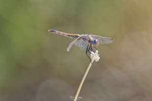 trithemis annulata trithemis pourpre femelle 12 dxo trithemis annulata trithemis pourpre femelle 12 dxo