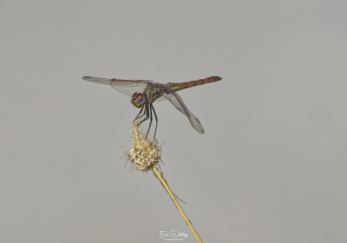 trithemis annulata   trithemis pourpre femelle 16 dxo
