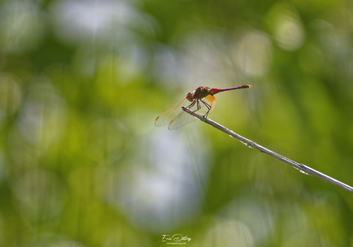 trithemis annulata   trithemis pourpre male 11 2 dxo