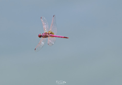 trithemis annulata   trithemis pourpre male 14 dxo