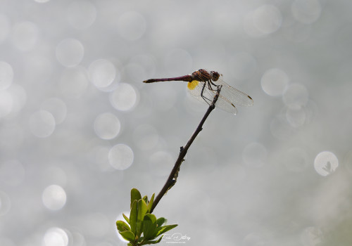 trithemis annulata   trithemis pourpre male 15 dxo