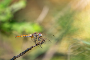 trithemis annulata le trithemis pourpre femelle trithemis annulata le trithemis pourpre femelle