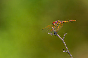 trithemis annulata le trithemis pourpre male trithemis annulata le trithemis pourpre male