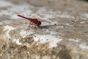 trithemis annulata le trithemis pourpre male 10 trithemis annulata le trithemis pourpre male 10