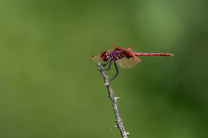 trithemis annulata le trithemis pourpre male 13 trithemis annulata le trithemis pourpre male 13
