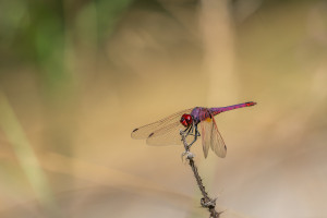 trithemis annulata le trithemis pourpre male trithemis annulata le trithemis pourpre male