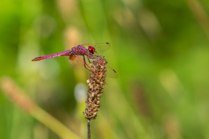 trithemis annulata le trithemis pourpre male trithemis annulata le trithemis pourpre male