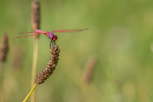 trithemis annulata le trithemis pourpre male trithemis annulata le trithemis pourpre male