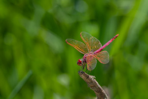 trithemis annulata le trithemis pourpre male trithemis annulata le trithemis pourpre male