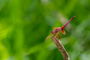 trithemis annulata le trithemis pourpre male 6 trithemis annulata le trithemis pourpre male 6
