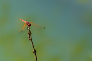 trithemis annulata le trithemis pourpre male trithemis annulata le trithemis pourpre male