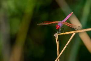 trithemis annulata le trithemis pourpre male trithemis annulata le trithemis pourpre male