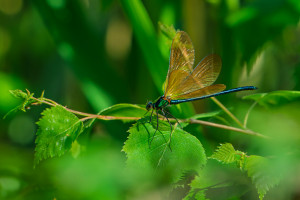 calopteryx virgo subsp. meridionalis le calopteryx vierge male calopteryx virgo subsp. meridionalis le calopteryx vierge male