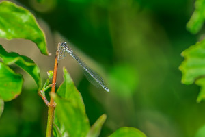 coenagrion puella l agrion jouvencelle femelle coenagrion puella l agrion jouvencelle femelle