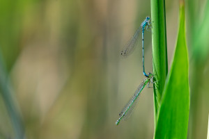 coenagrion puella l agrion jouvencelle tandem coenagrion puella l agrion jouvencelle tandem