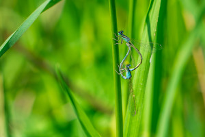 ischnura pumilio agrion nain coeur copulatoire 10 ischnura pumilio agrion nain coeur copulatoire 10
