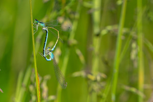 ischnura pumilio agrion nain coeur copulatoire ischnura pumilio agrion nain coeur copulatoire