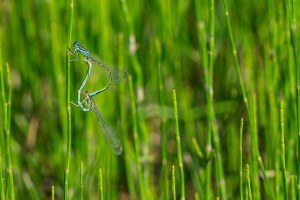 ischnura pumilio agrion nain coeur copulatoire ischnura pumilio agrion nain coeur copulatoire