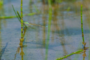ischnura pumilio agrion nain male ischnura pumilio agrion nain male